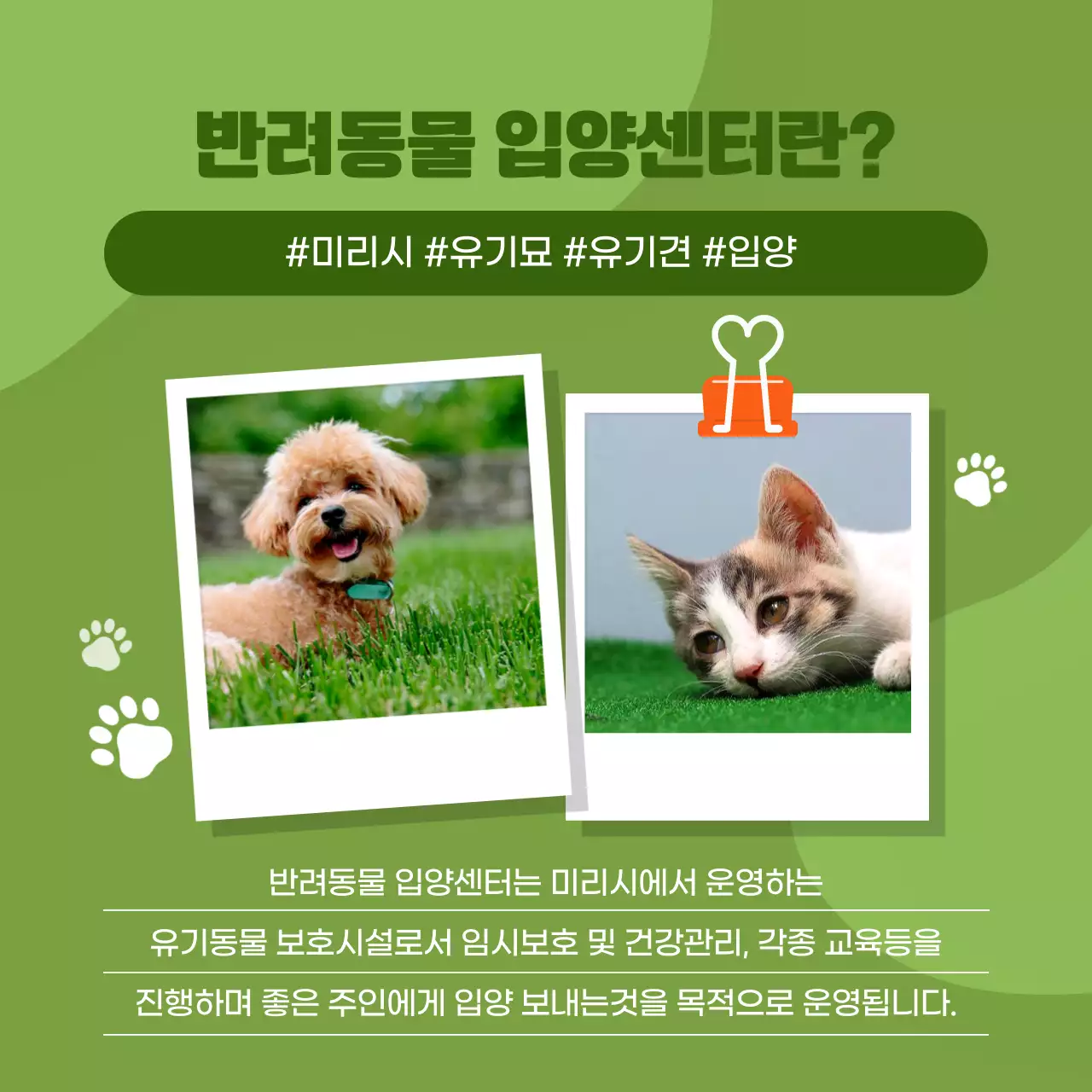 주황색의 아기자기한 스타일 반려동물 입양센터 홍보