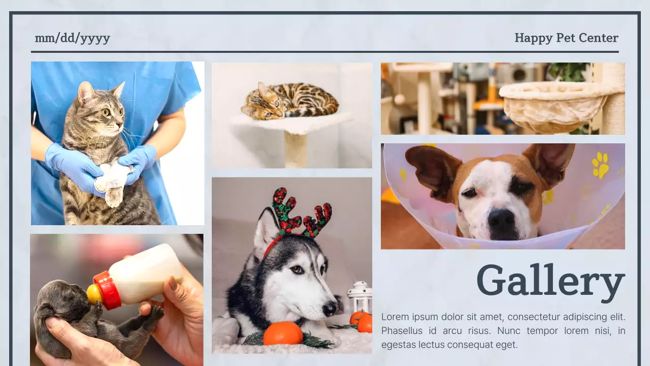 블루모던펫뉴스 발표 프리젠테이션