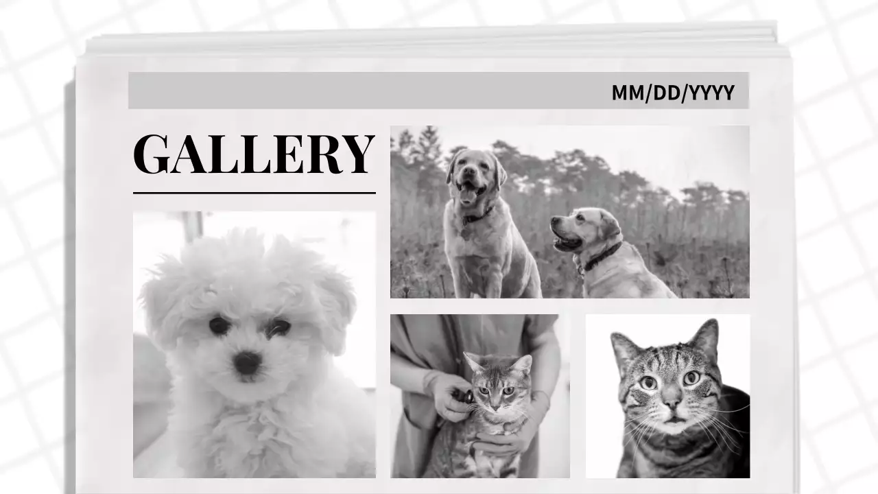 Blue Classic Pet Promotion Presentation