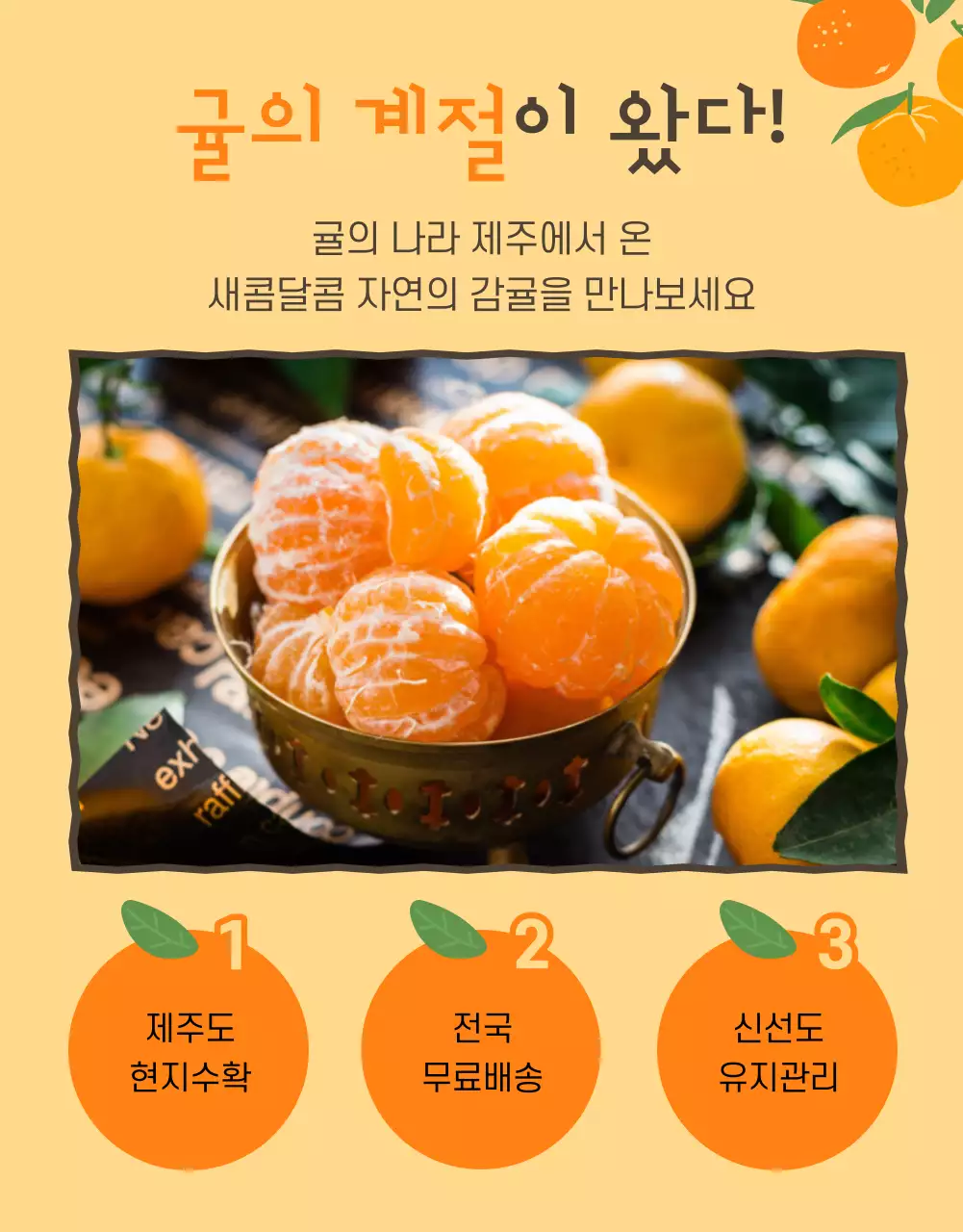 주황색의 아기자기한 감귤 홍보