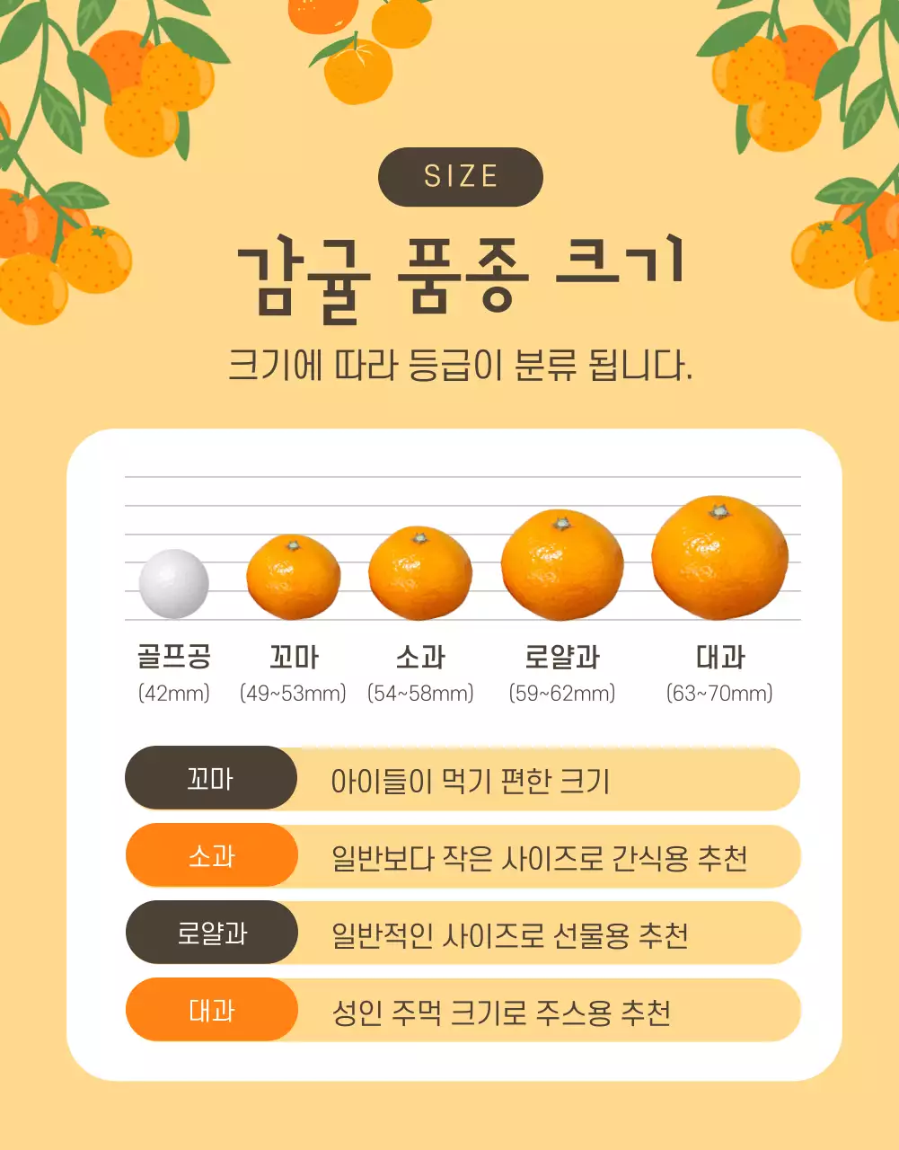 주황색의 아기자기한 감귤 홍보