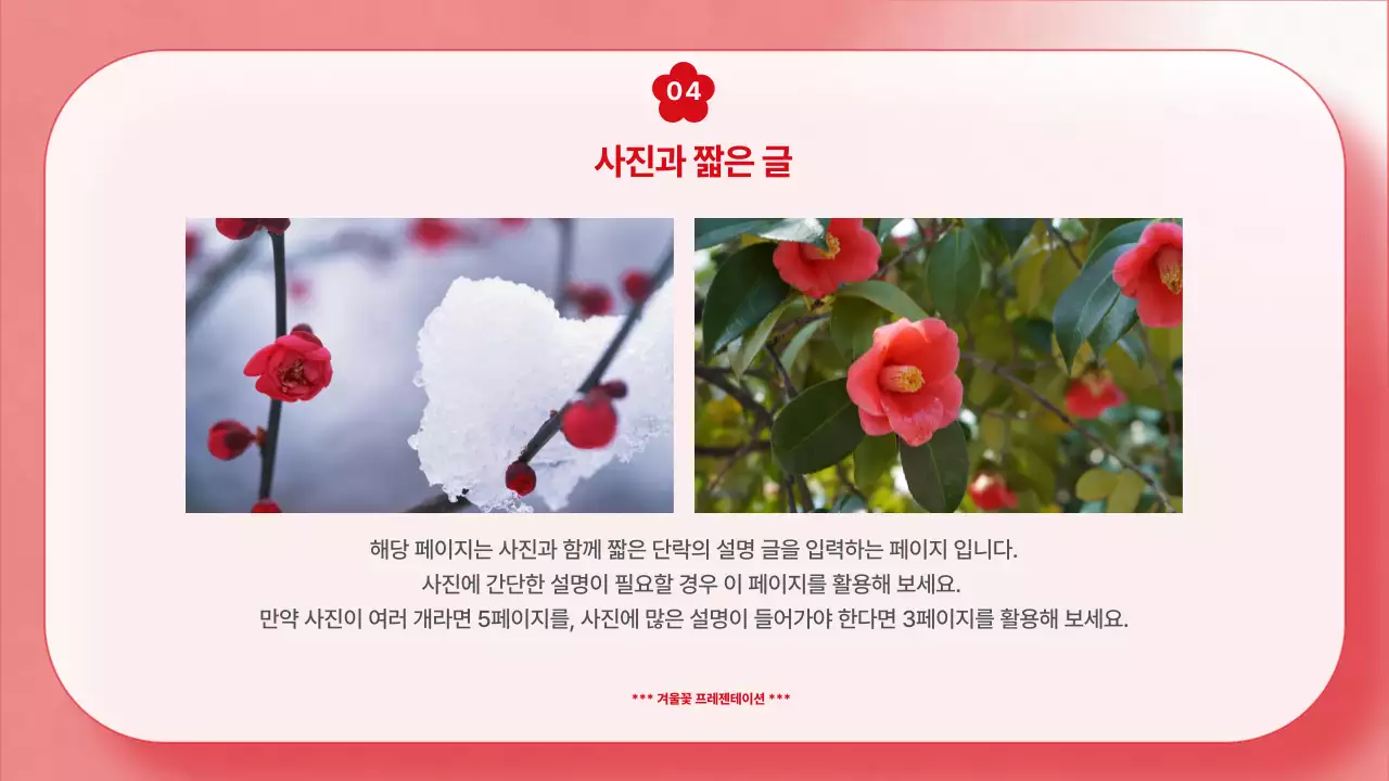 빨강과 하늘색 컬러 배경의 깔끔한 겨울 꽃 기획서