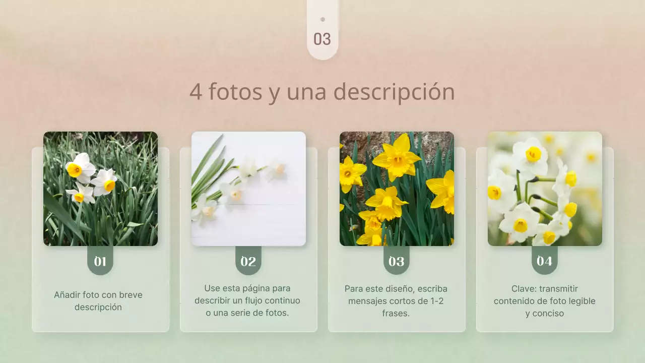 Sencillas flores de invierno en presentación rosa y amarilla