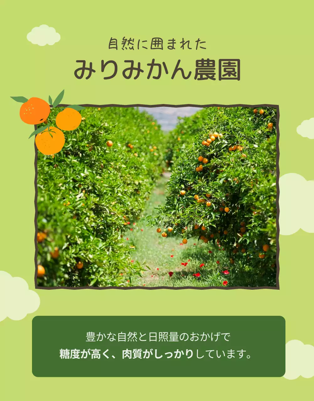 オレンジ かわいい みかん パンフレット 詳細ページ