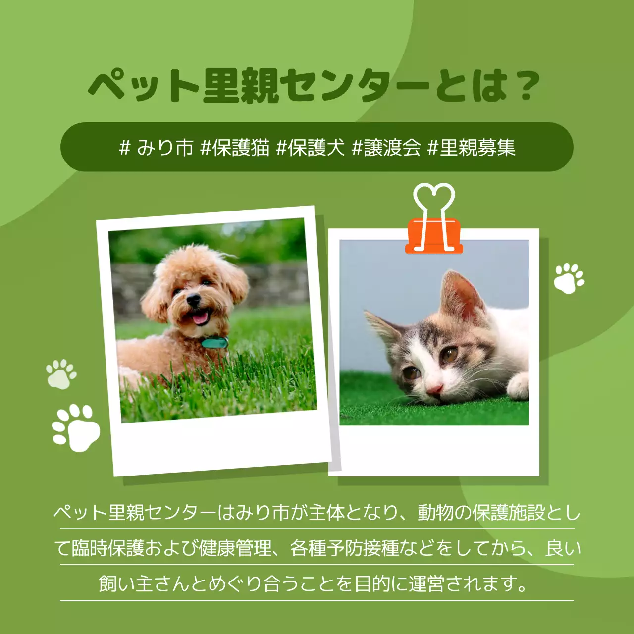 オレンジ かわいい ペット ポスター Instagram カルーセル