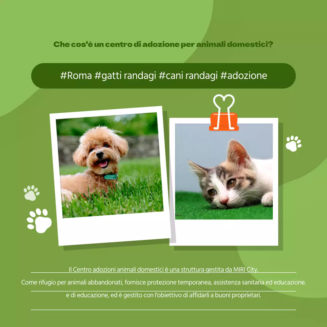 Promuovete il vostro centro di adozione di animali domestici con uno stile arancione e simpatico