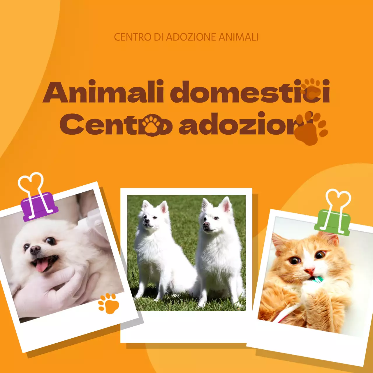 Promuovete il vostro centro di adozione di animali domestici con uno stile arancione e simpatico