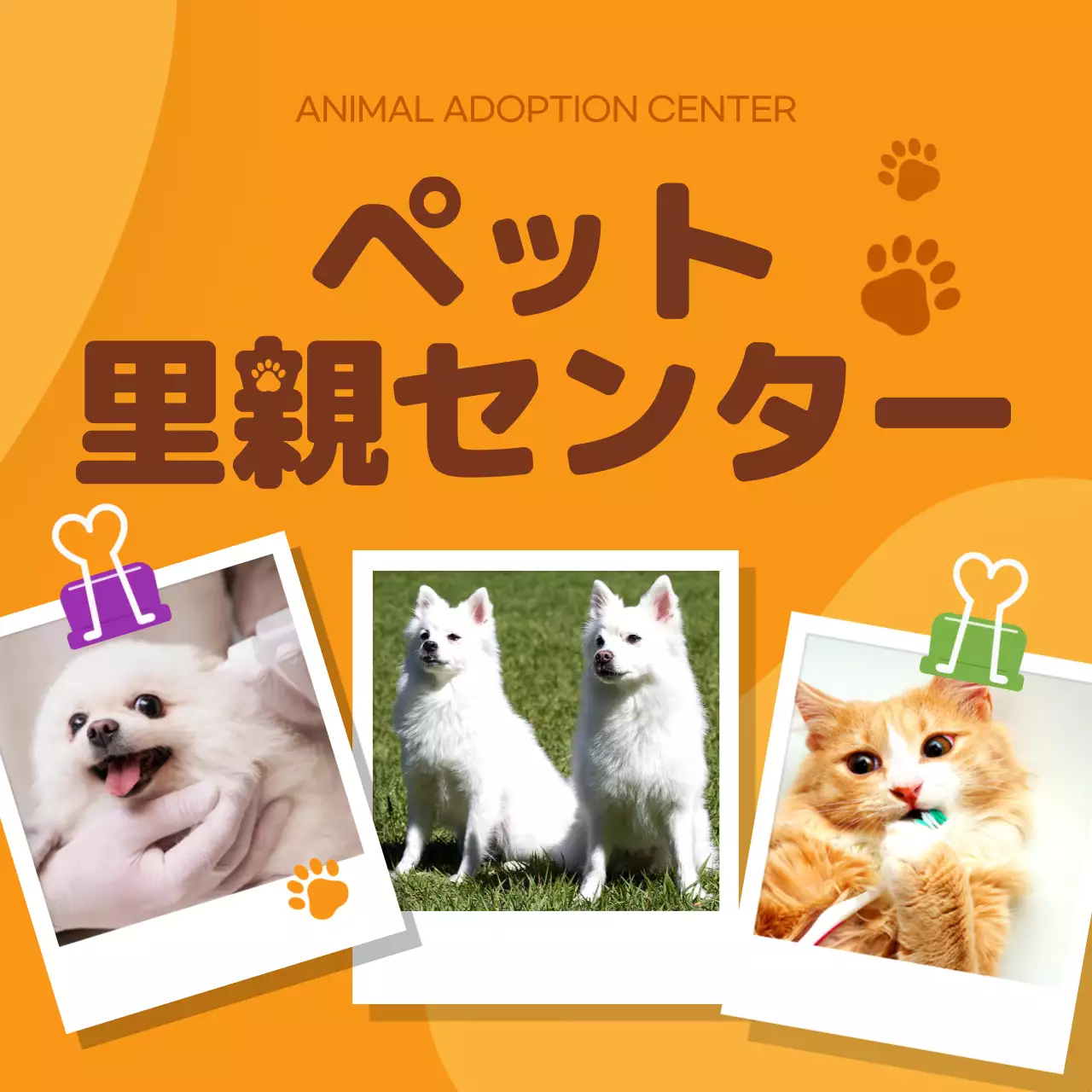 オレンジ かわいい ペット ポスター Instagram カルーセル