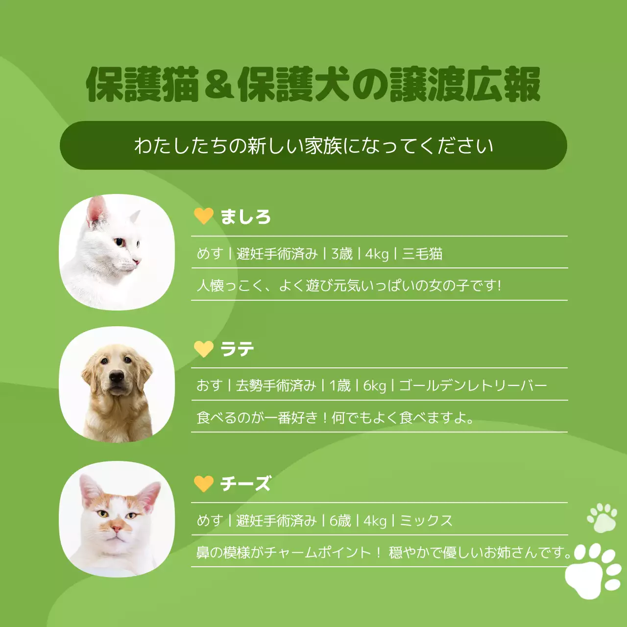 オレンジ かわいい ペット ポスター Instagram カルーセル