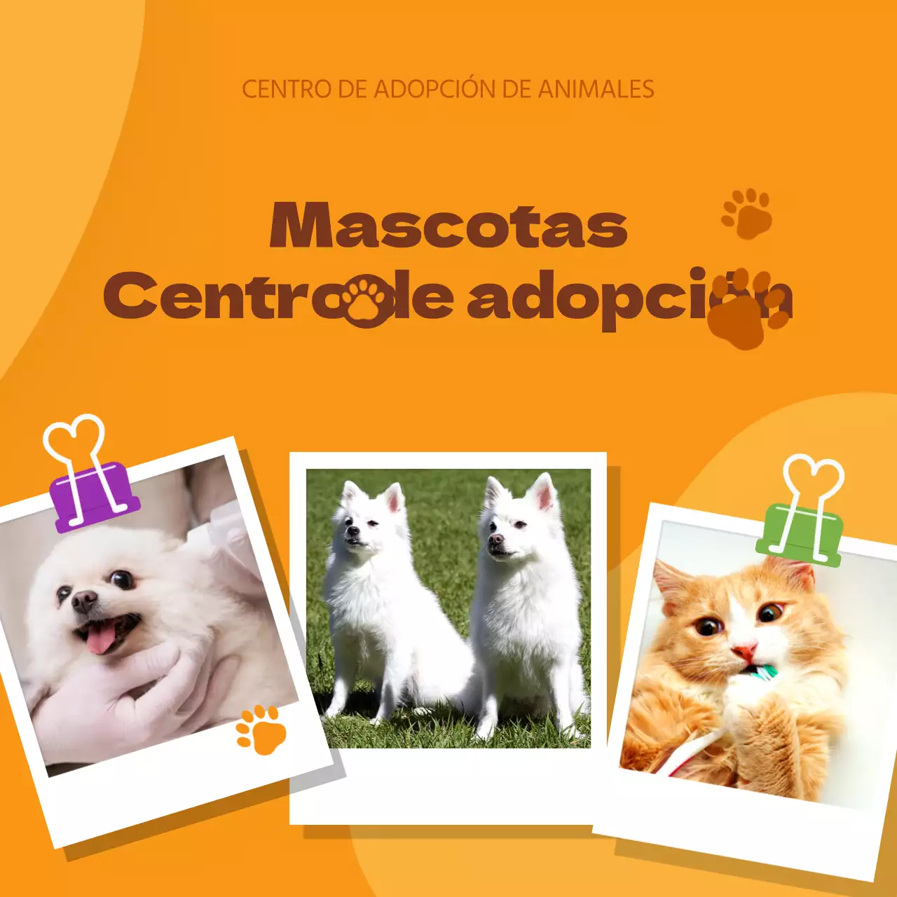 Promocione su centro de adopción de mascotas con un estilo naranja y simpático