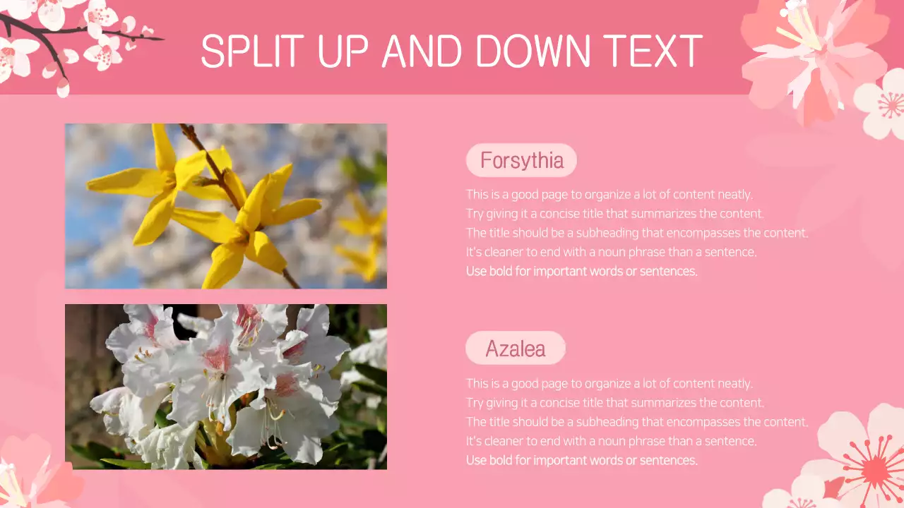 Presentasi Bunga Musim Semi Berwarna Merah Muda