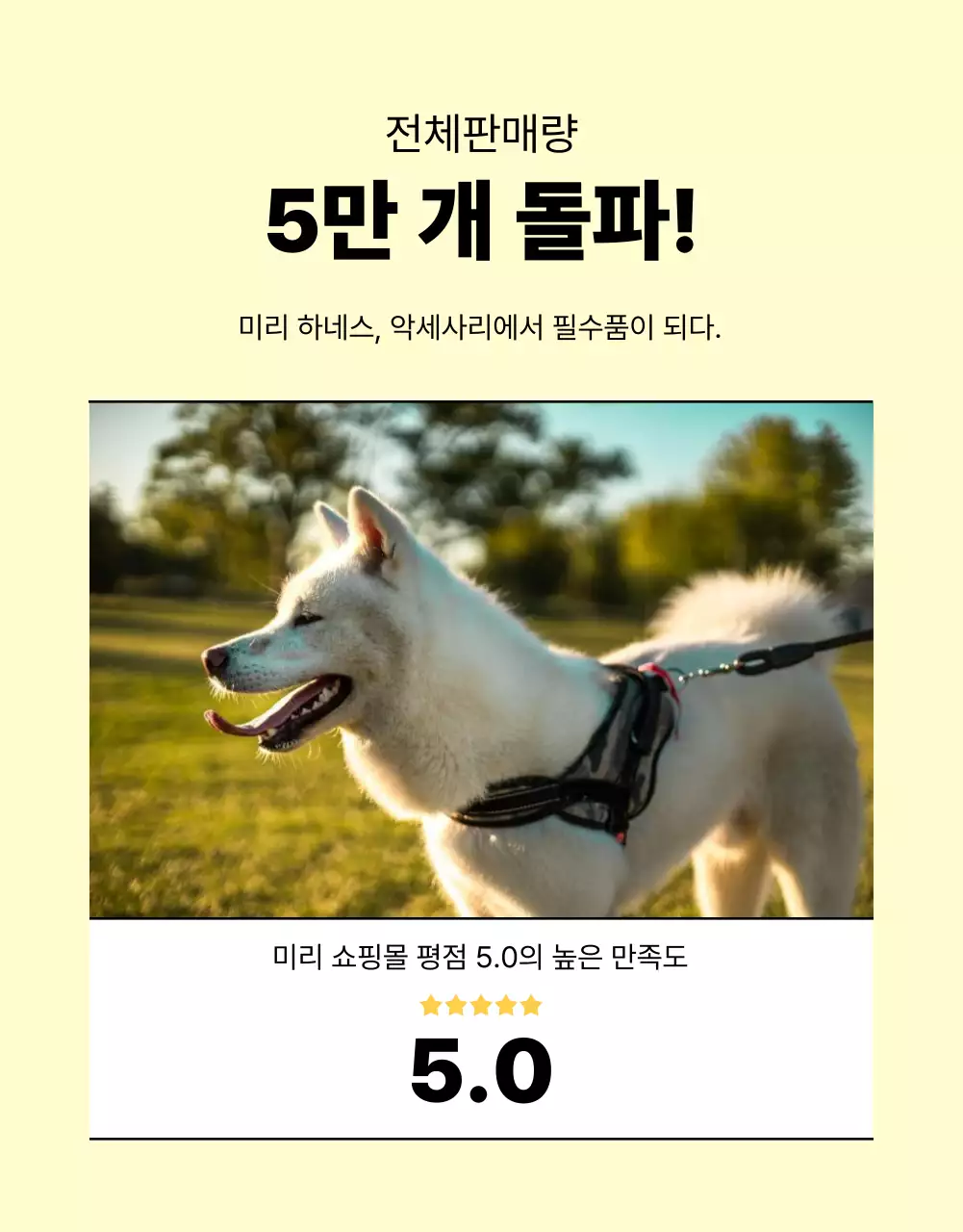 노랑과 주황색의 심플한 강아지 리드줄 홍보