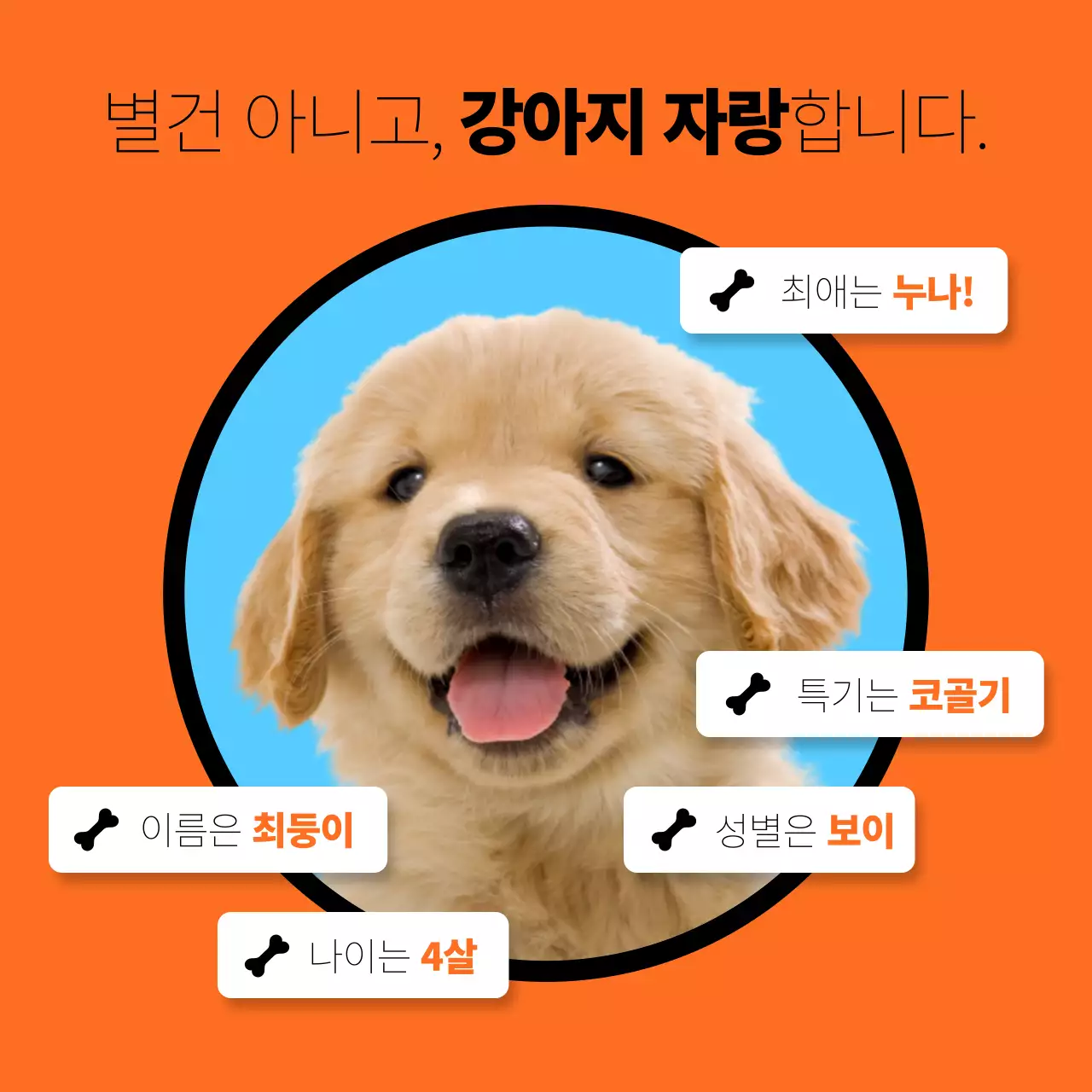 주황색과 하늘색의 단순한 강아지 자랑 게시글