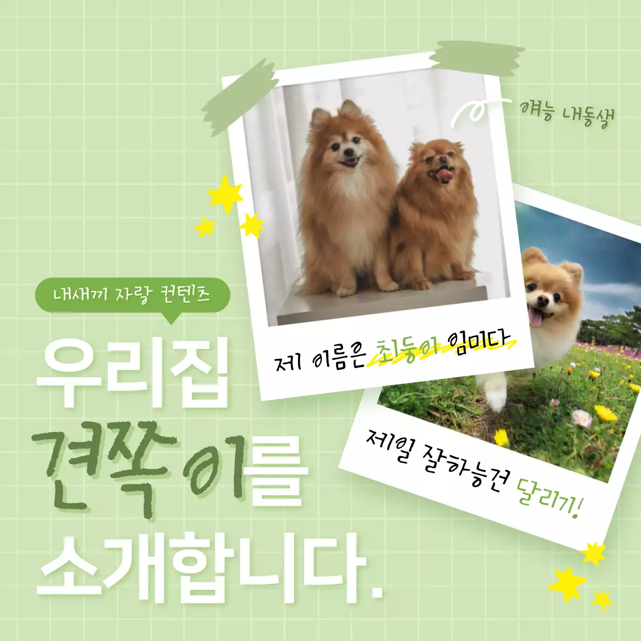 연두색와 흰색의 아기자기한 반려동물 소개 게시글