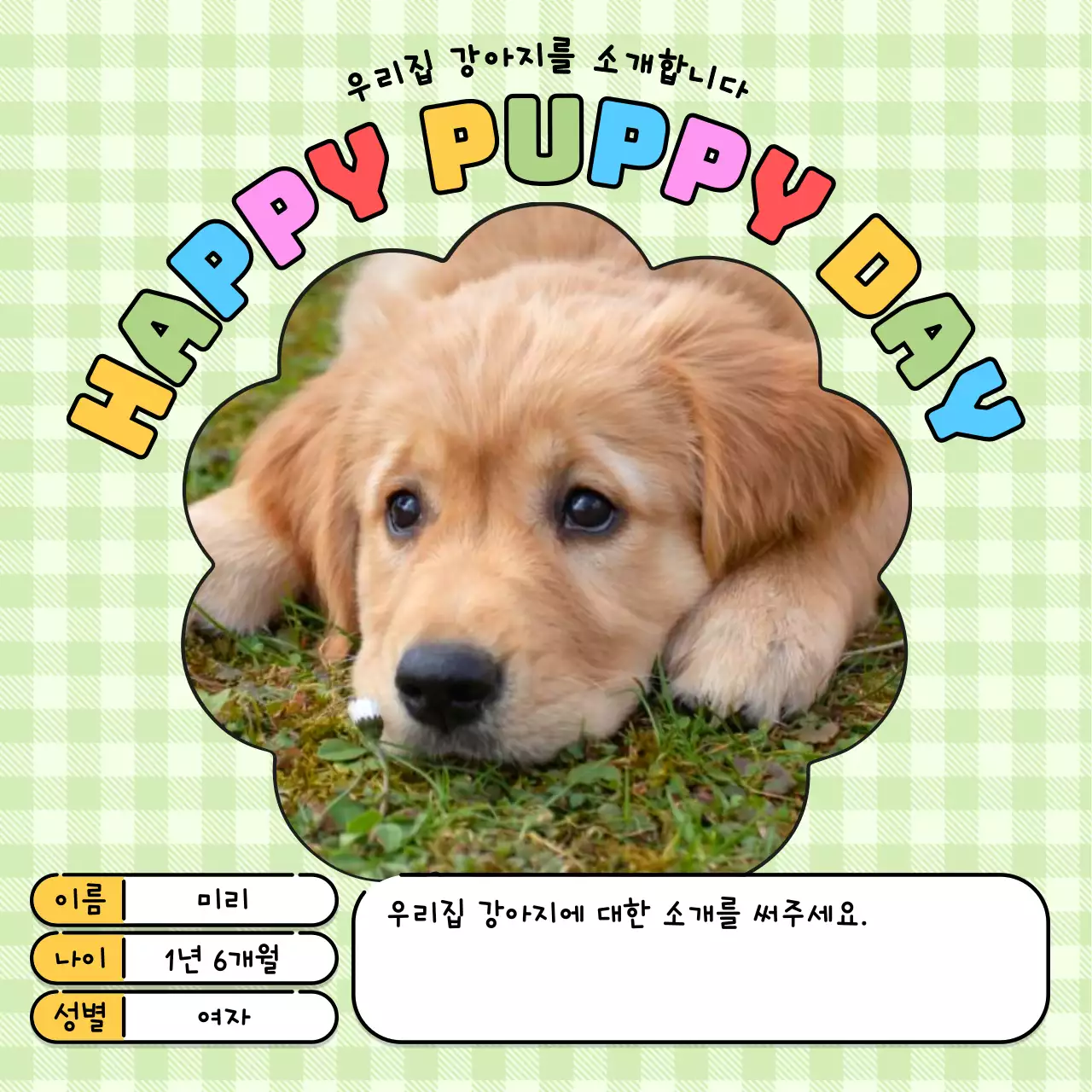 연두색의 키치한 우리집 강아지 홍보