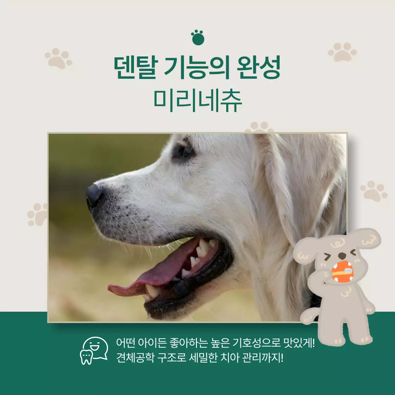 강아지 덴탈껌 출시