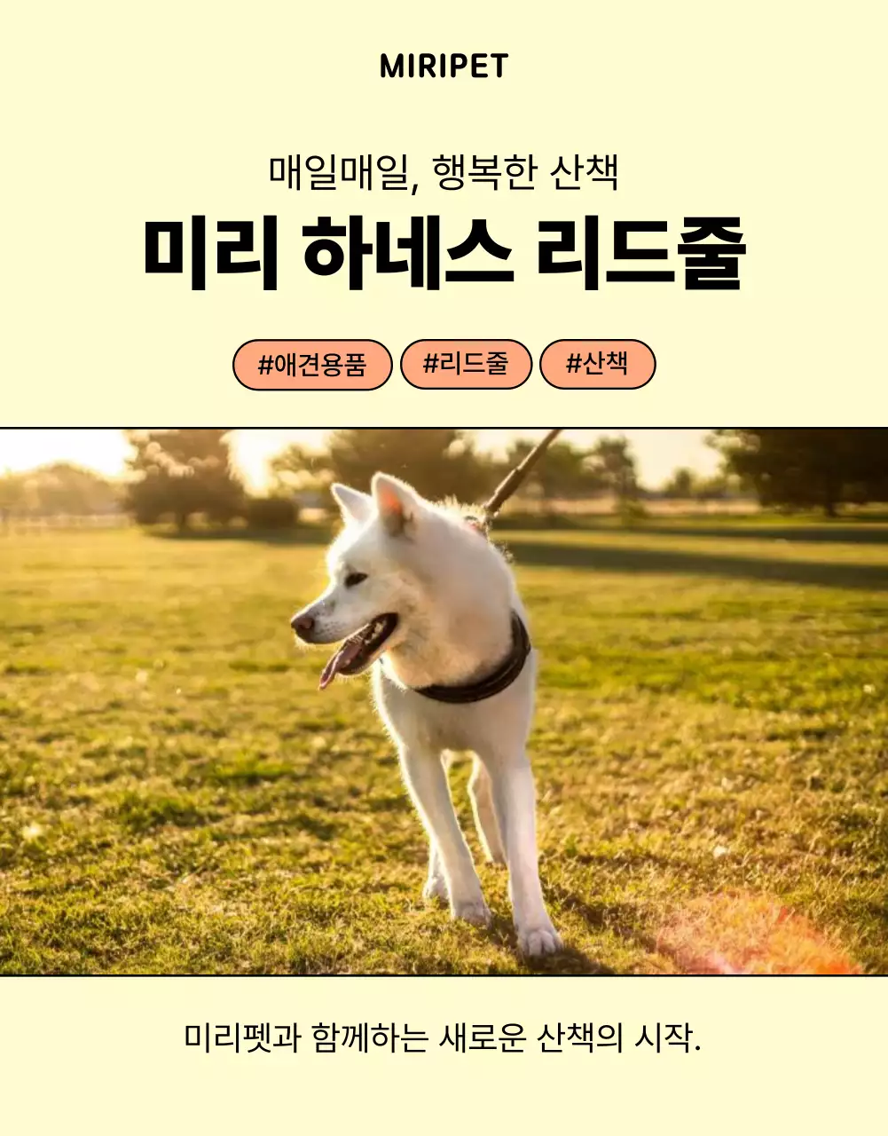 노랑과 주황색의 심플한 강아지 리드줄 홍보