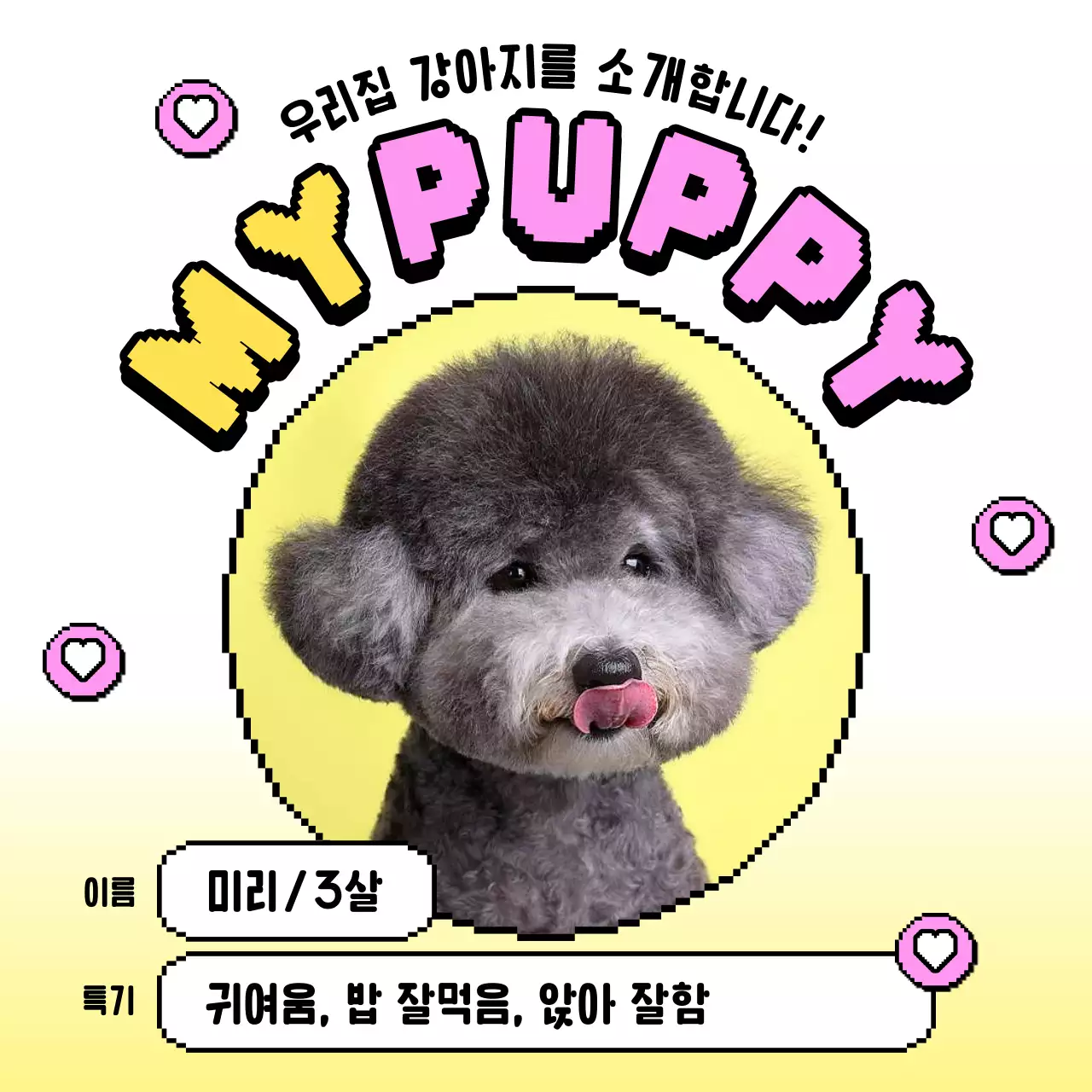 노랑과 핑크색의 아기자기한 강아지 소개 게시글