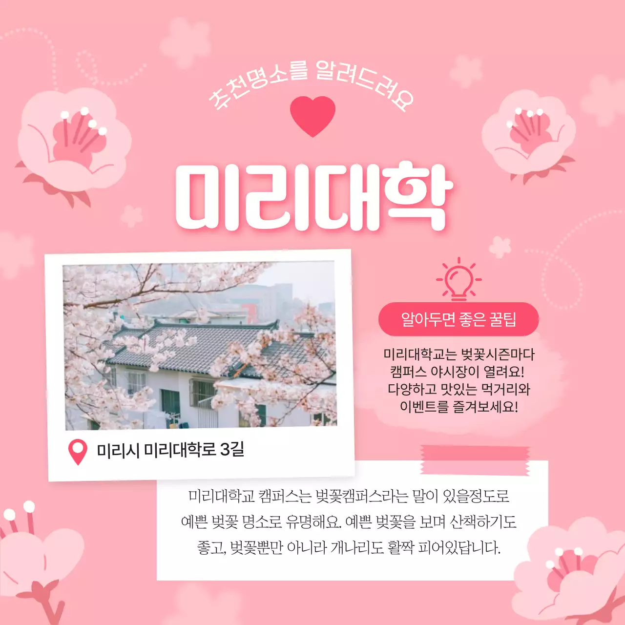 핑크색과 흰색의 아기자기한 벚꽃 명소 소개서