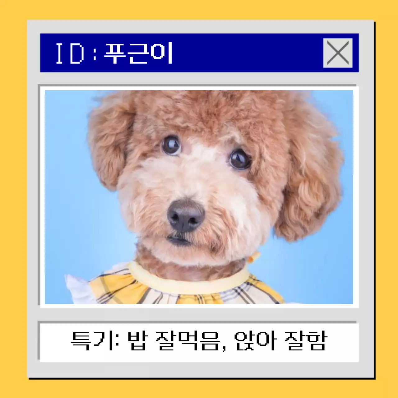 노랑과 파랑의 사이버 느낌의 강아지 소개 짤