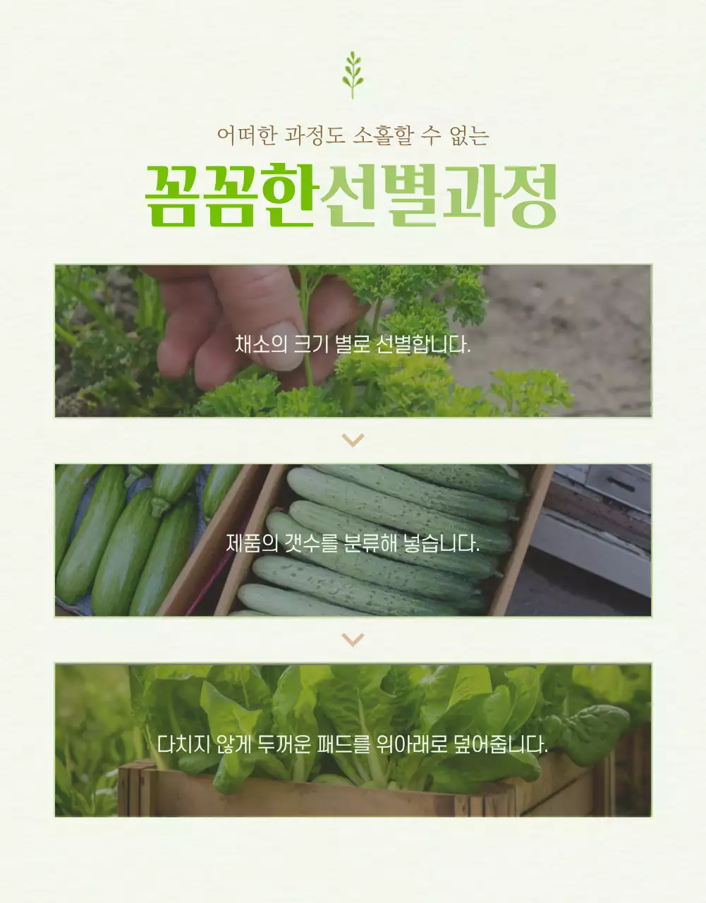 연두색과 노랑의 아기자기한 농산물 판매 설명