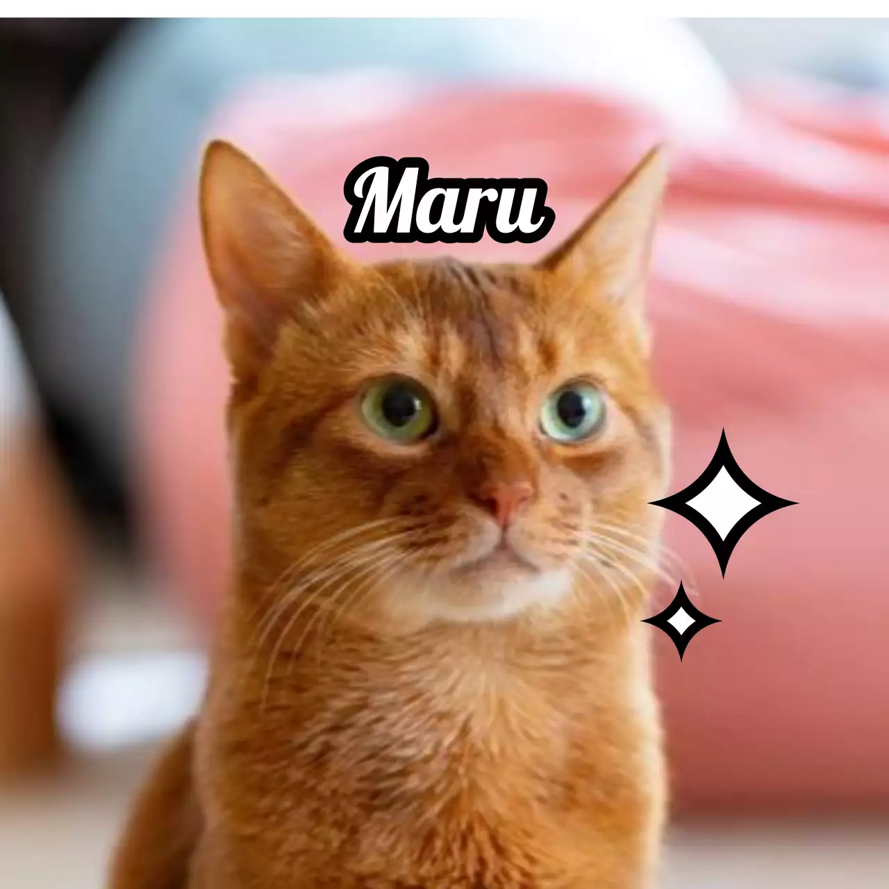 귀여운 동물 사진을 활용한 이름표 디자인