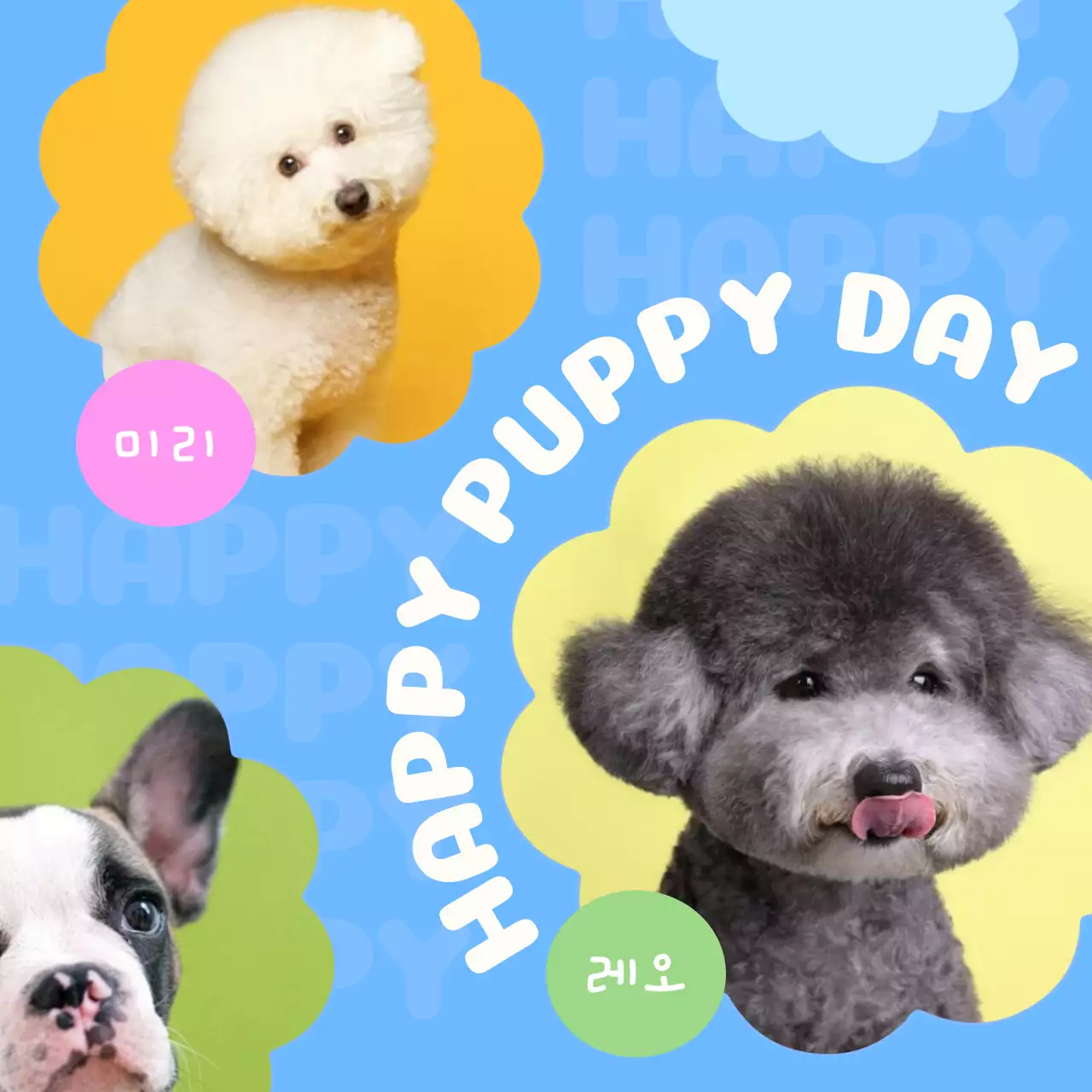 파랑의 아기자기한 꽃모양 프레임의 사진으로 꾸며진 강아지 홍보