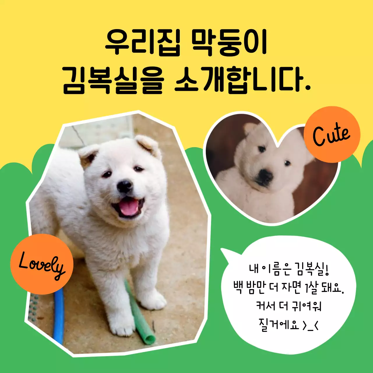 노랑과 연두의 아기자기한 강아지 프로필 게시글