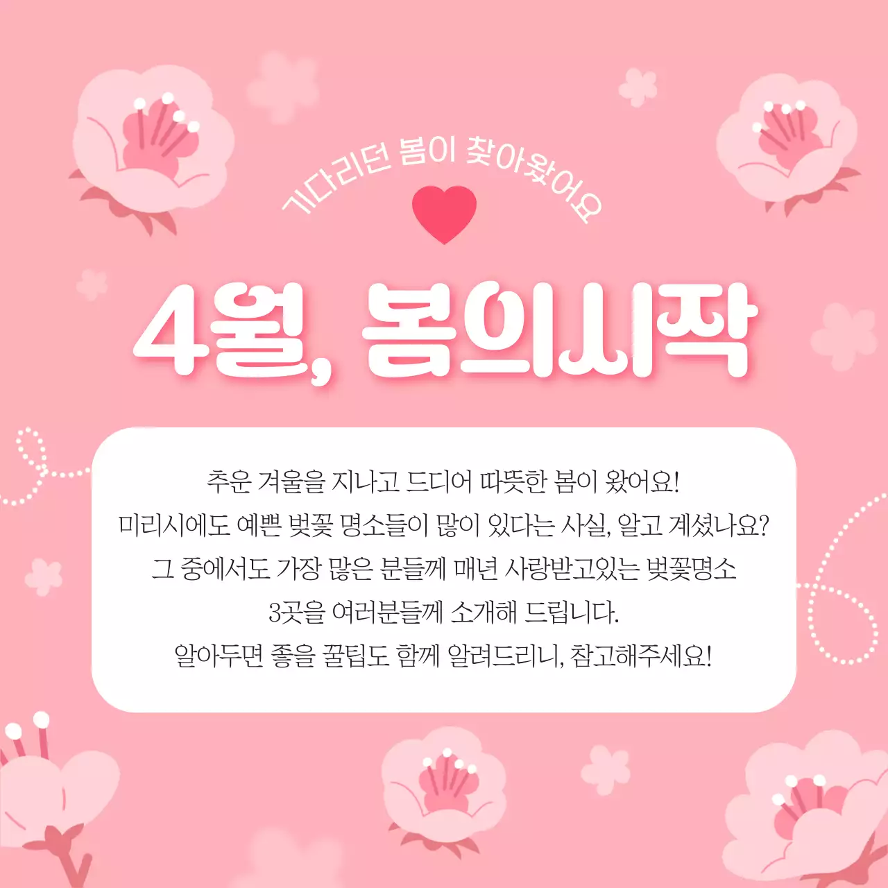 핑크색과 흰색의 아기자기한 벚꽃 명소 소개서