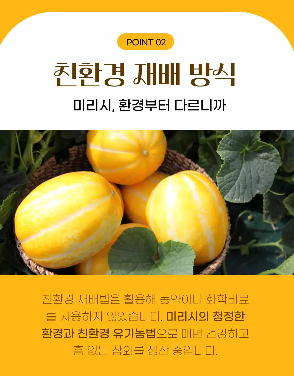 노랑의 심플한 참외 홍보