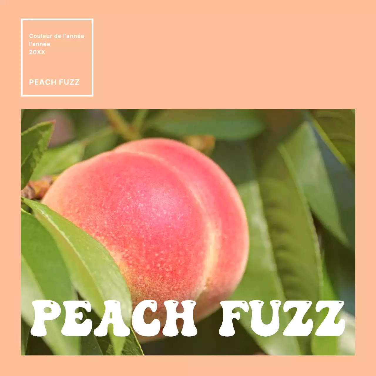 Promouvoir la couleur de l'année avec de simples orange et rose