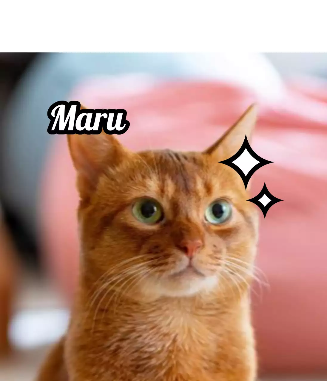 Design name tags with cute animal photos