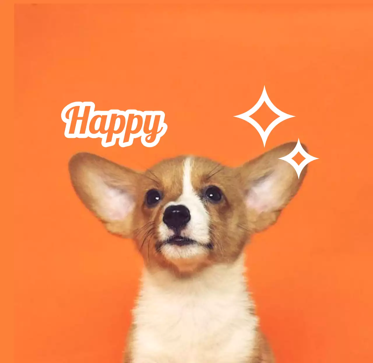 Design name tags with cute animal photos