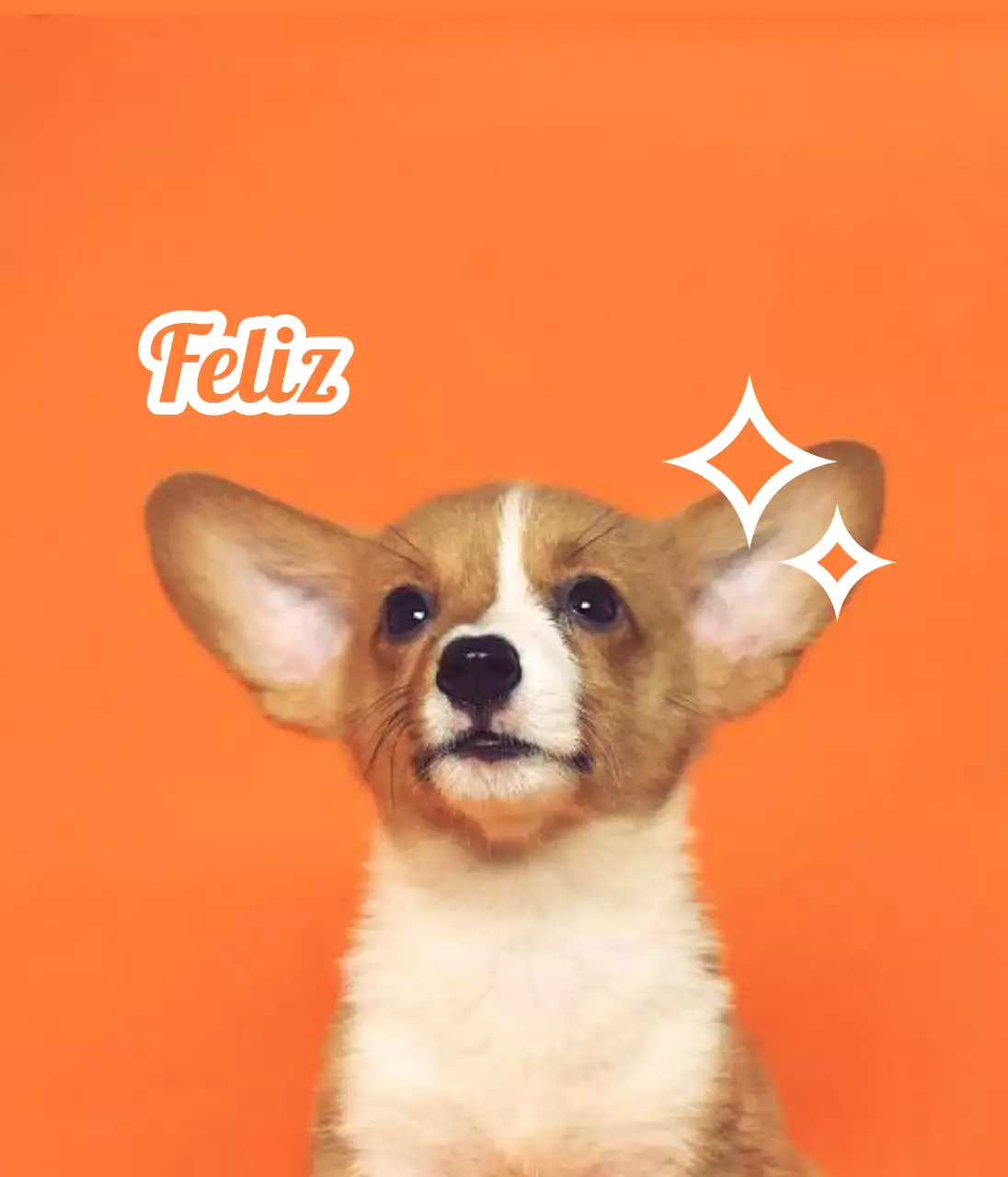 Diseña etiquetas identificativas con simpáticas fotos de animales