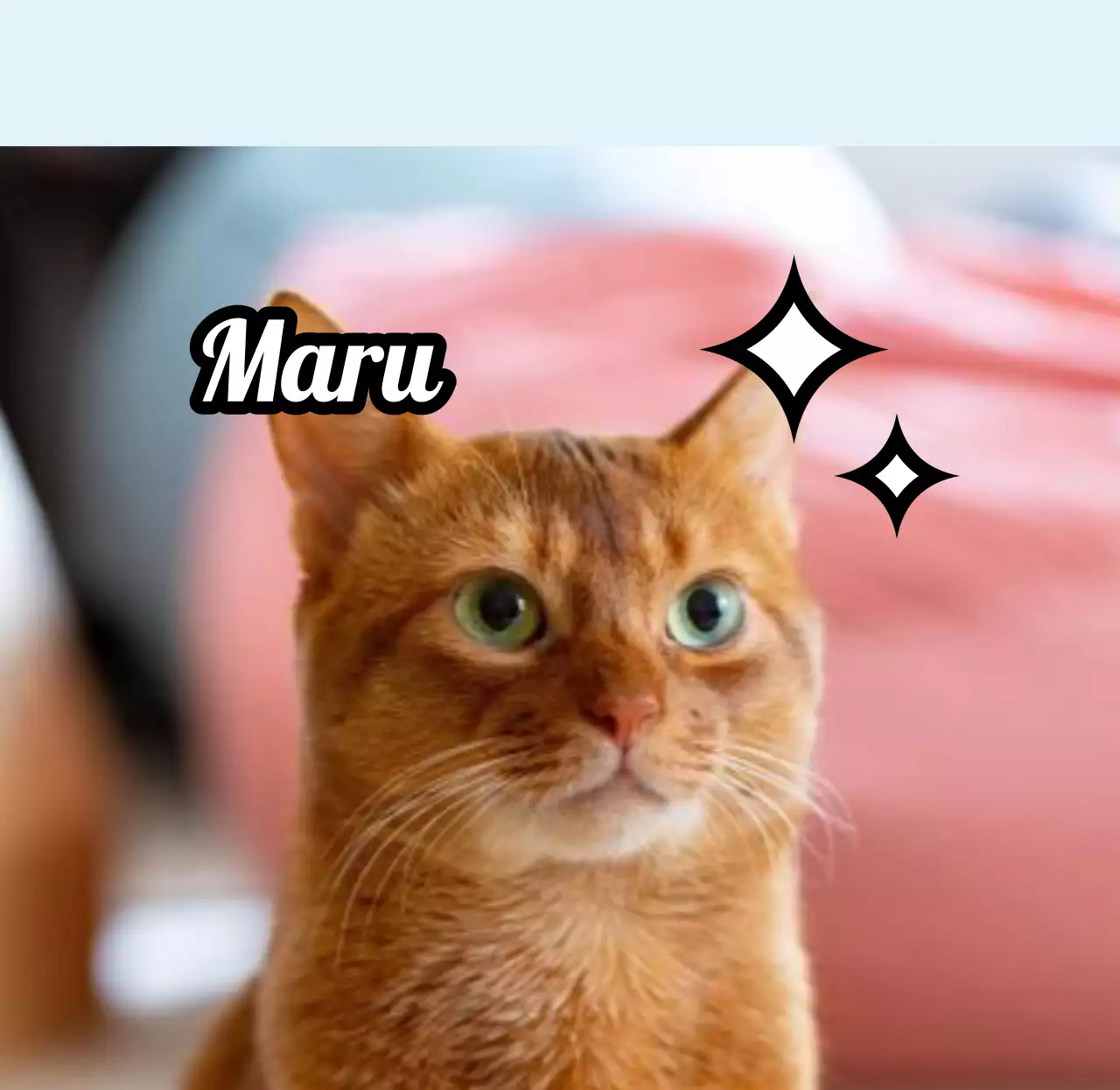 かわいい動物の写真を活用した名札デザイン