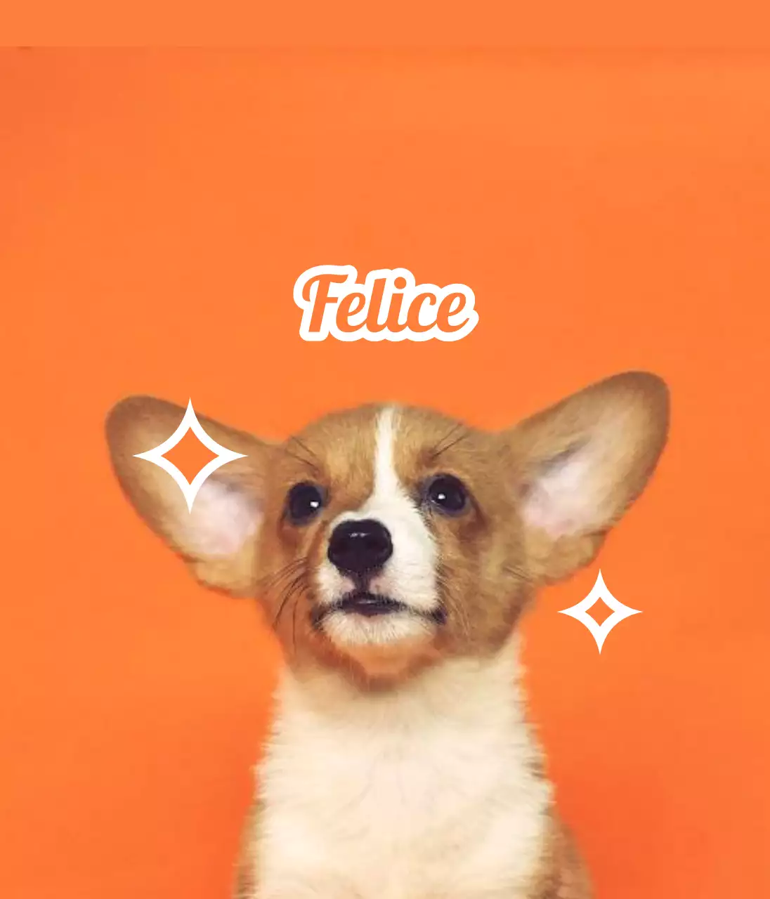 Disegnare targhette con foto di animali simpatici