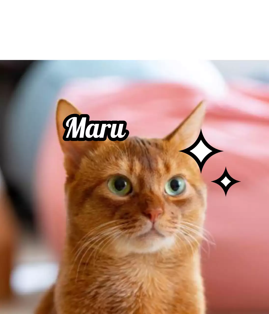 Design name tags with cute animal photos