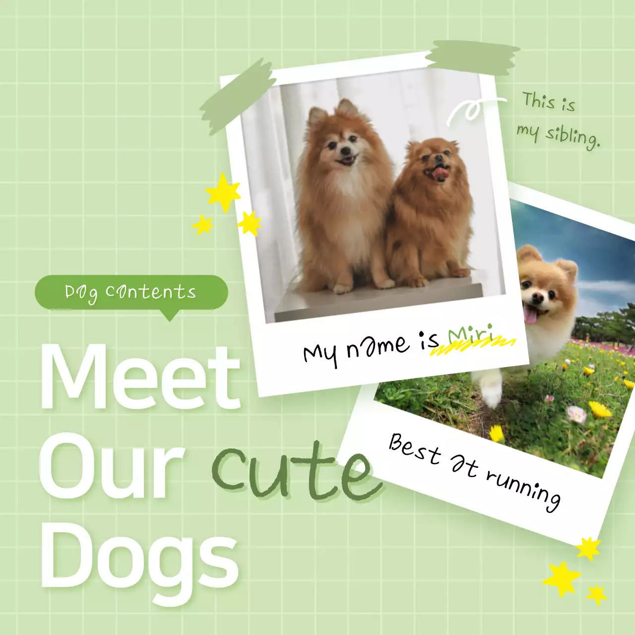 연두색와 흰색의 아기자기한 반려동물 소개 게시글