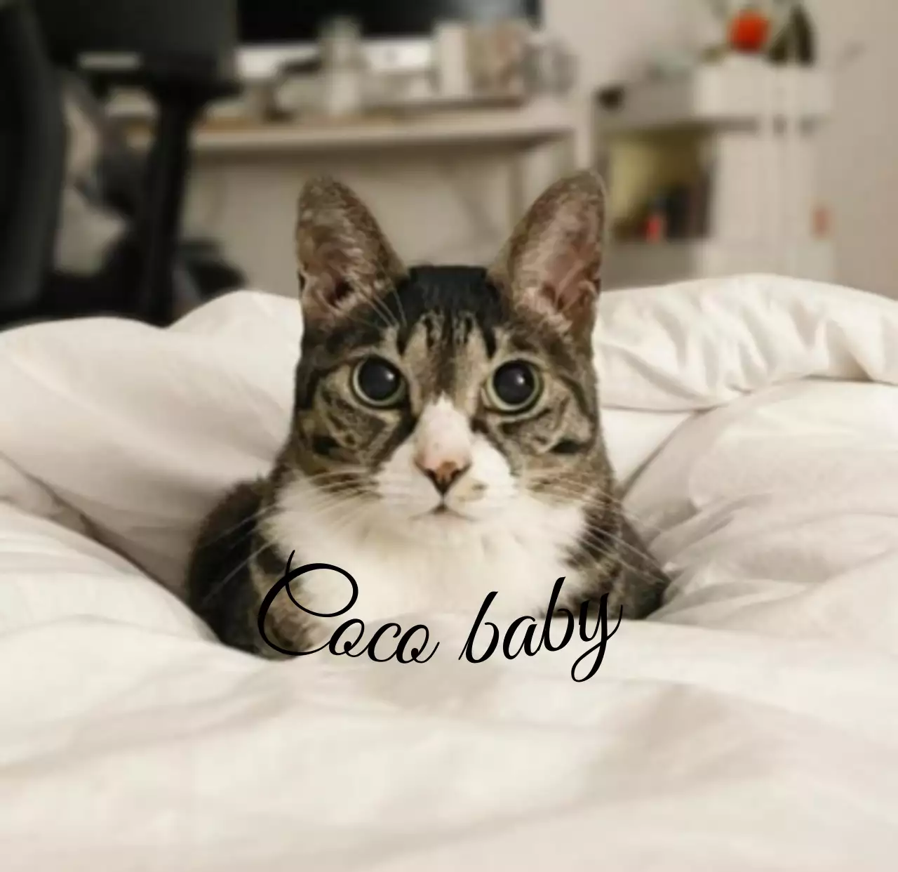 Artigos personalizados com fotografias de gatos giros e caligrafia atmosférica