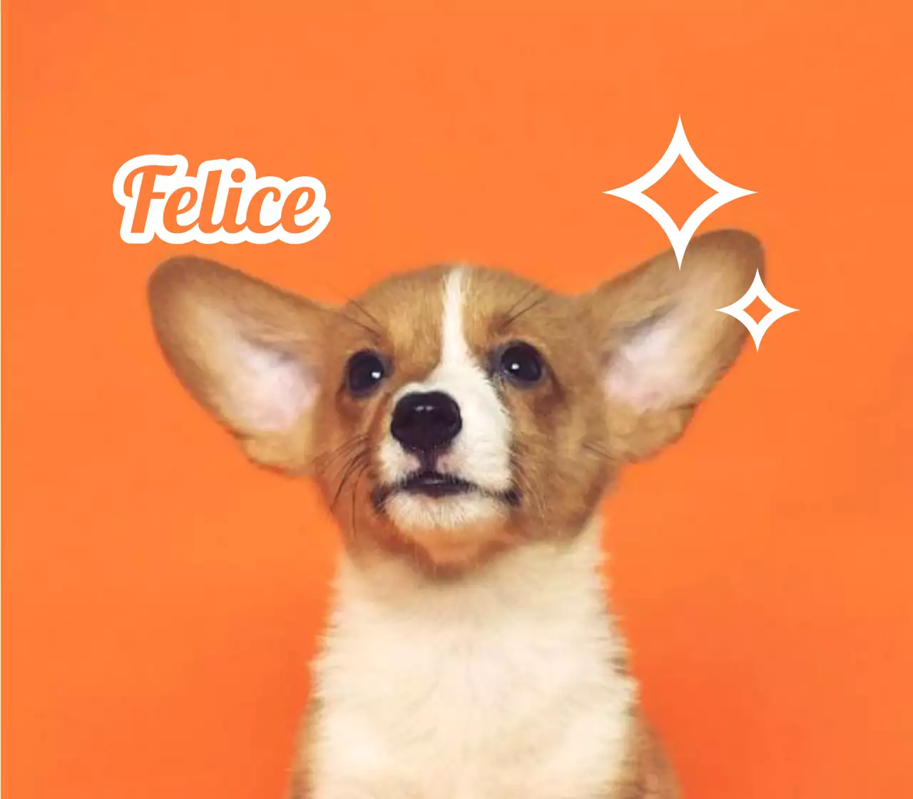 Disegnare targhette con foto di animali simpatici