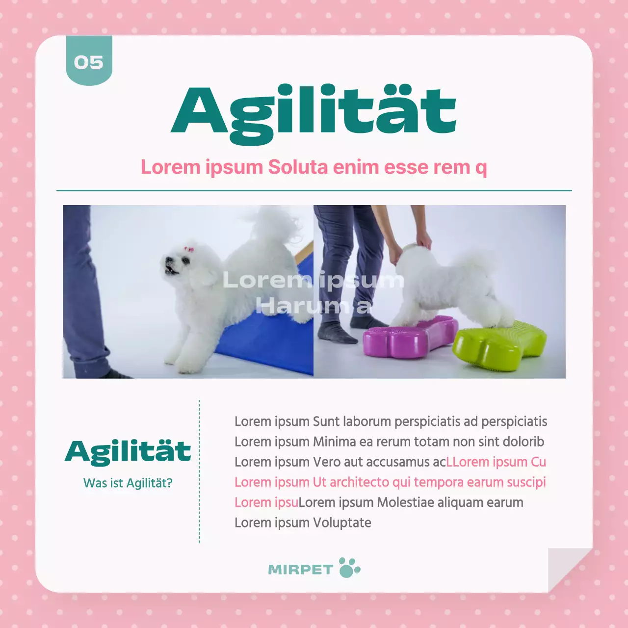 Förderung der Gesundheitsfürsorge für Haustiere in Mint und Rosa