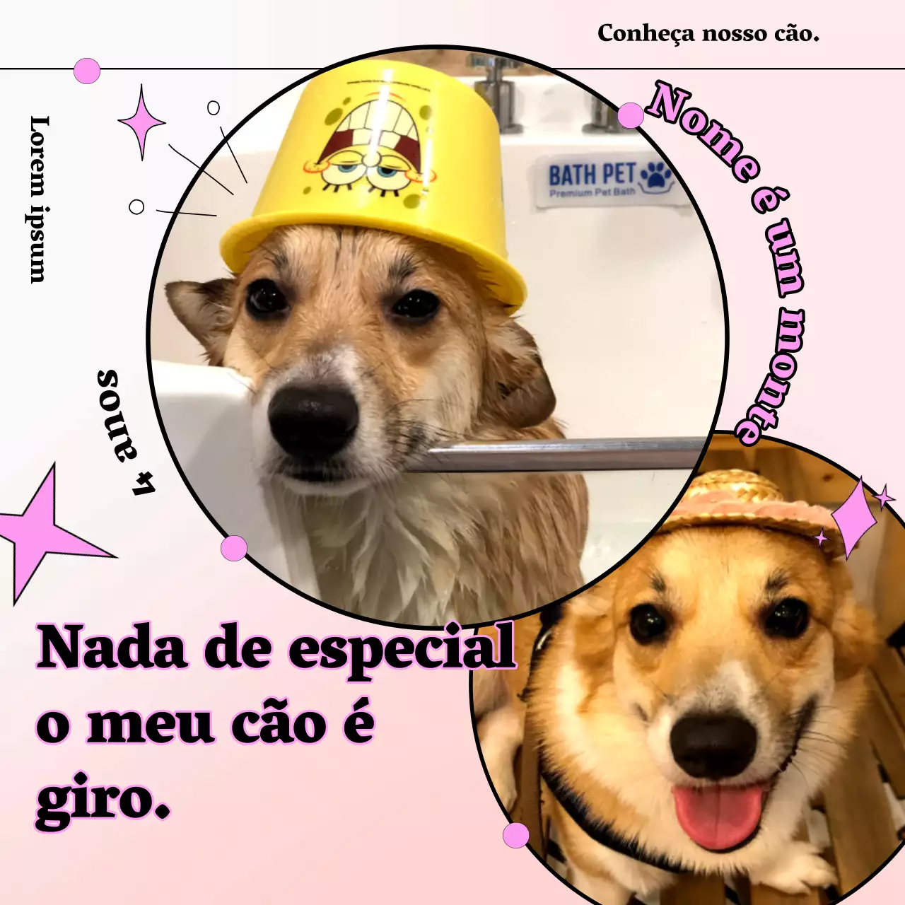 Promova o seu animal de estimação cor-de-rosa e fofinho