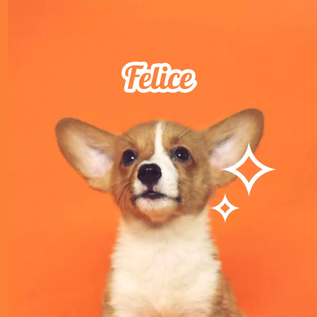 Disegnare targhette con foto di animali simpatici