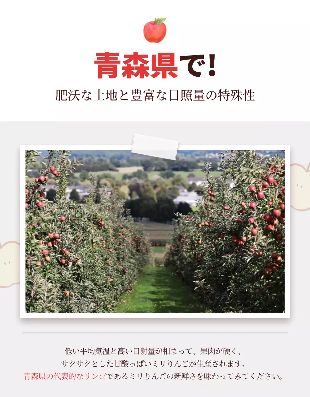 赤 シンプル りんご パンフレット 詳細ページ