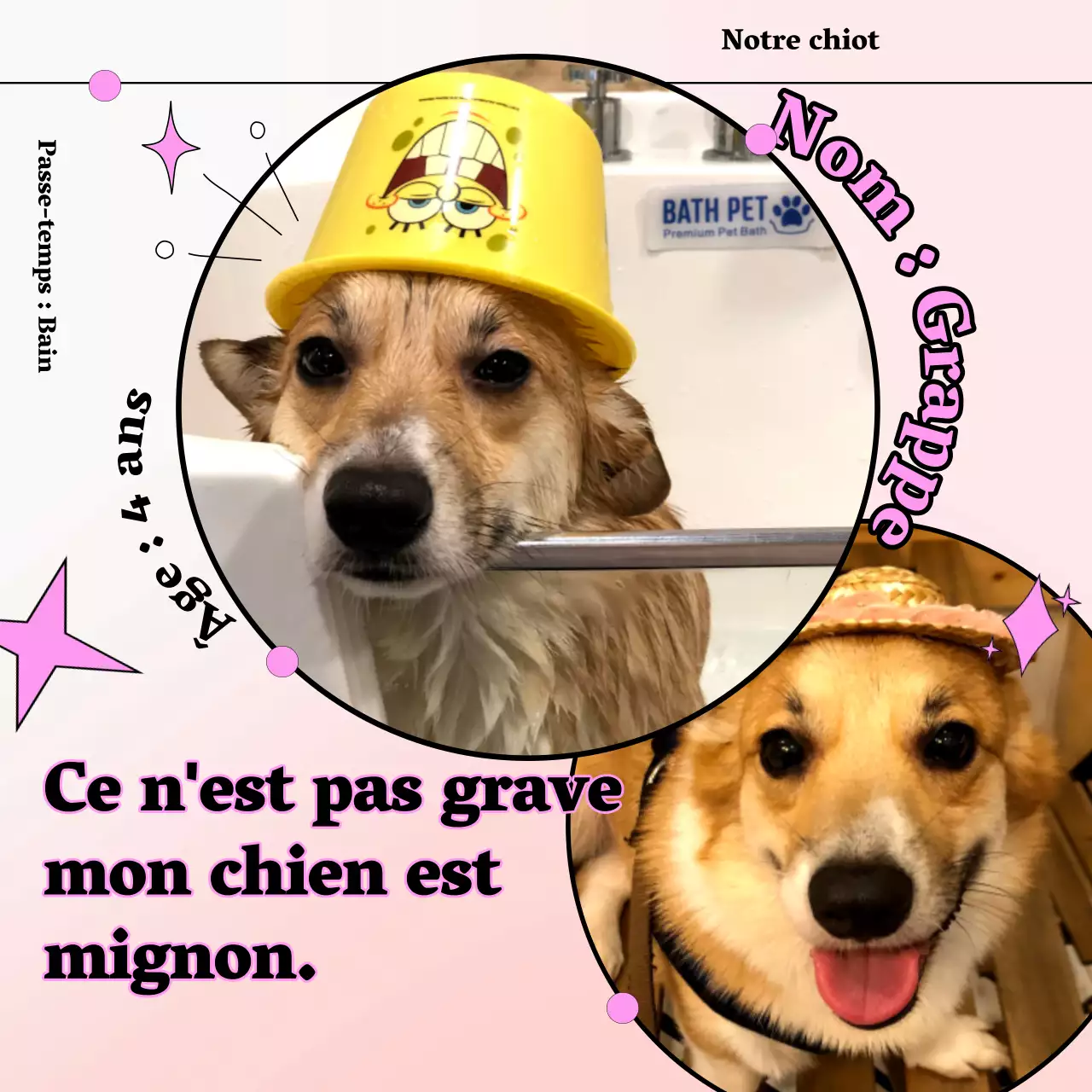 Promouvoir votre animal de compagnie rose et câlin