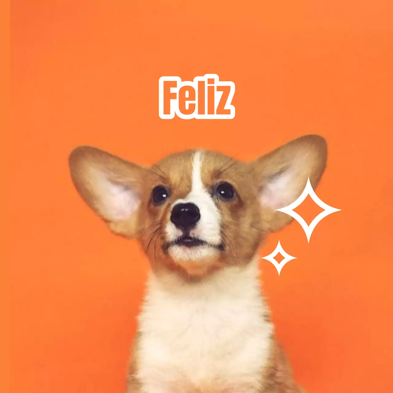Desenhe etiquetas de nome com fotografias de animais engraçados