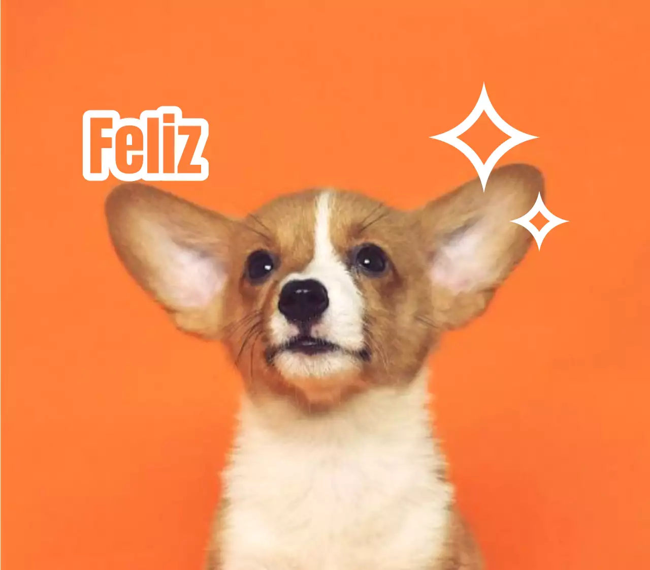 Desenhe etiquetas de nome com fotografias de animais engraçados
