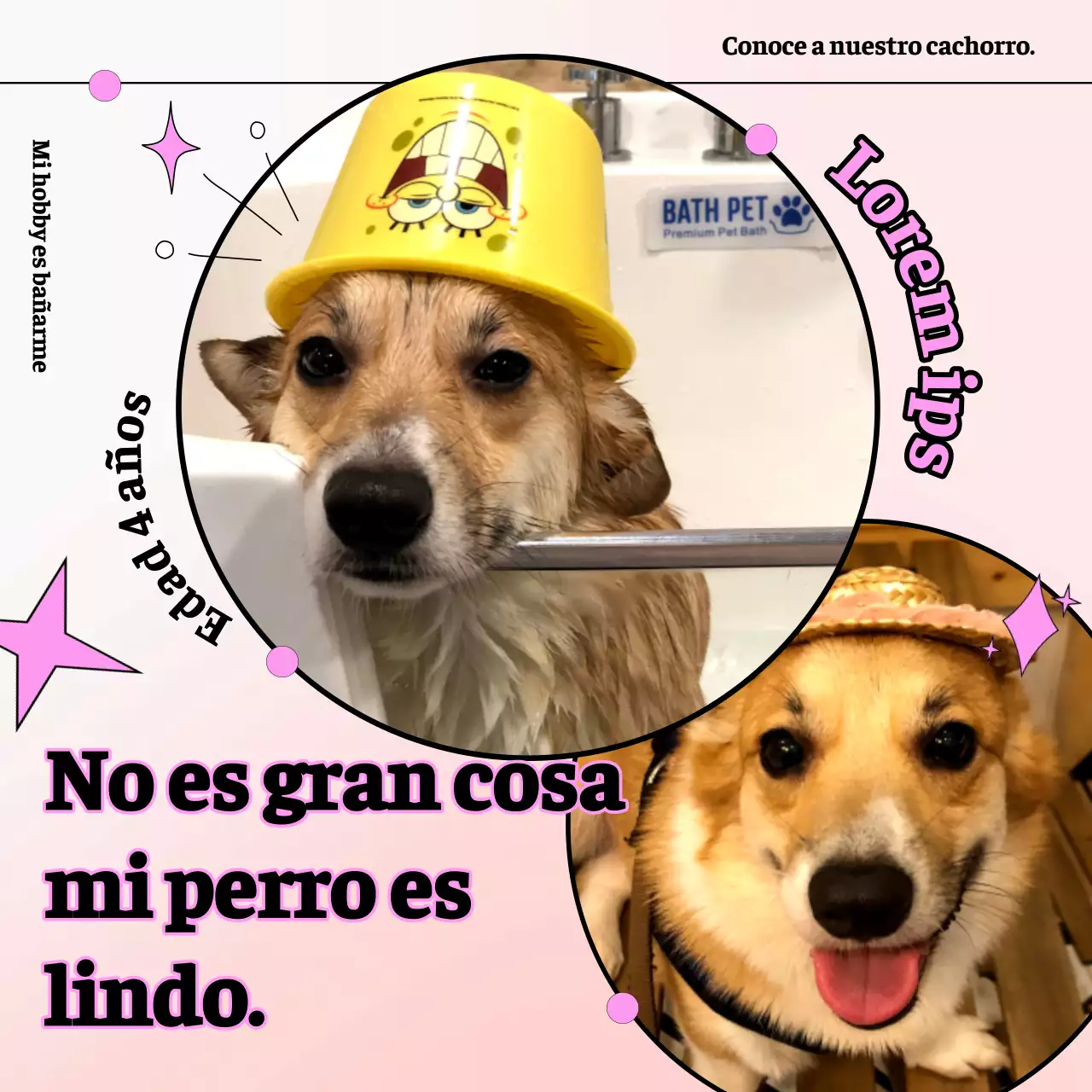 Promociona tu mascota de peluche rosa