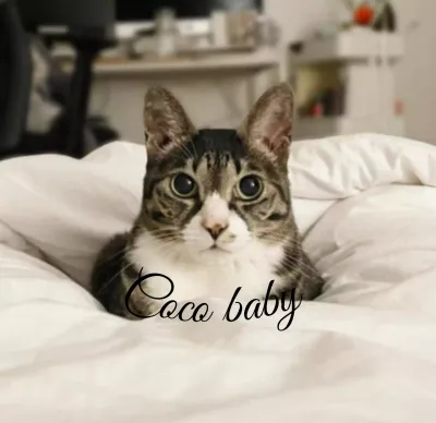 Personalisierte Waren mit niedlichen Katzenfotos und stimmungsvoller Handschrift