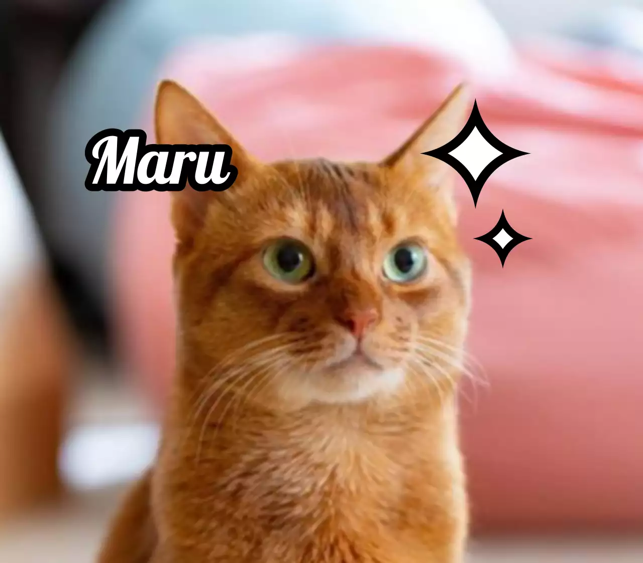 Créer des badges avec des photos d'animaux mignons